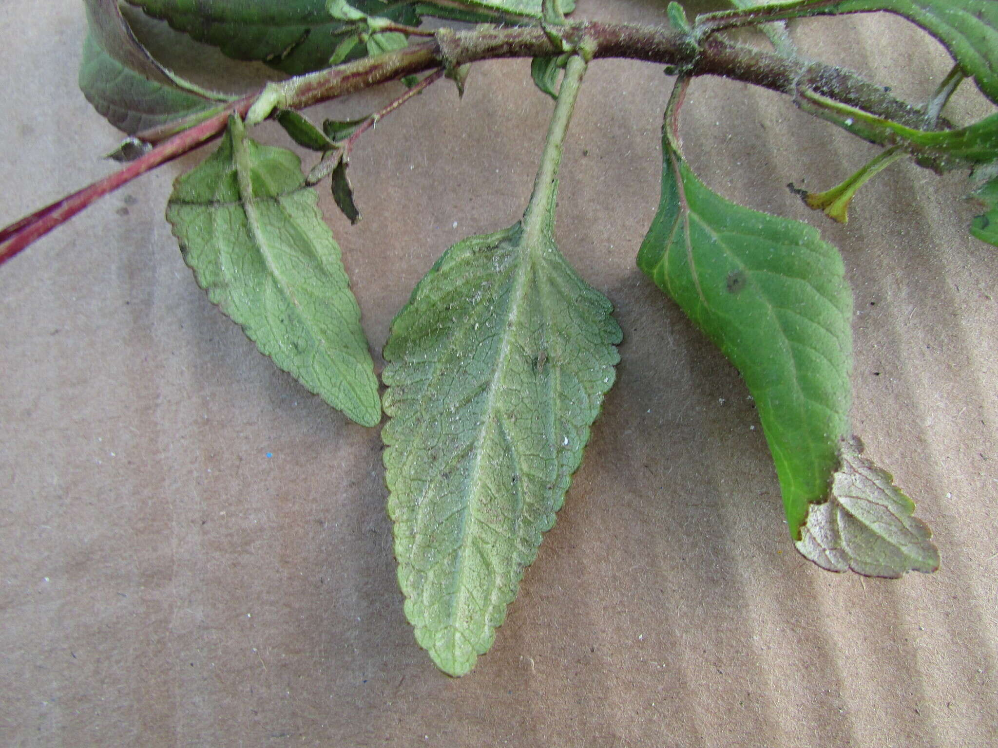 Image of Stevia incognita Grashoff