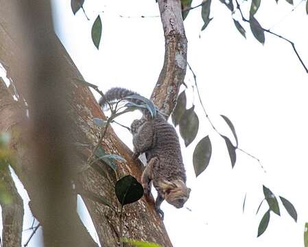 Image of Buffy-headed Marmoset