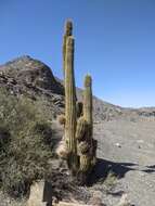 Image of Echinopsis terscheckii (J. Parm. ex Pfeiff.) H. Friedrich & G. D. Rowley