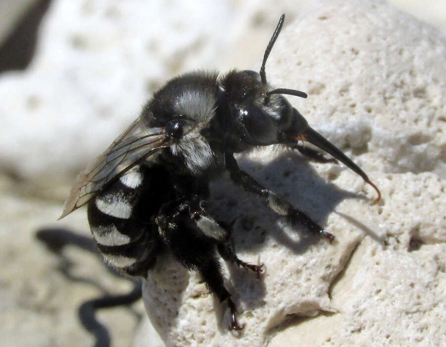 Image of Anthophora ponomarevae Brooks 1988