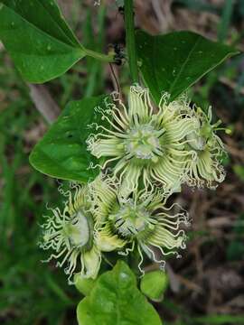 صورة Passiflora auriculata Kunth