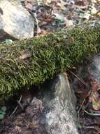 Image of leucodon moss