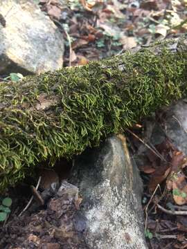 Image of leucodon moss