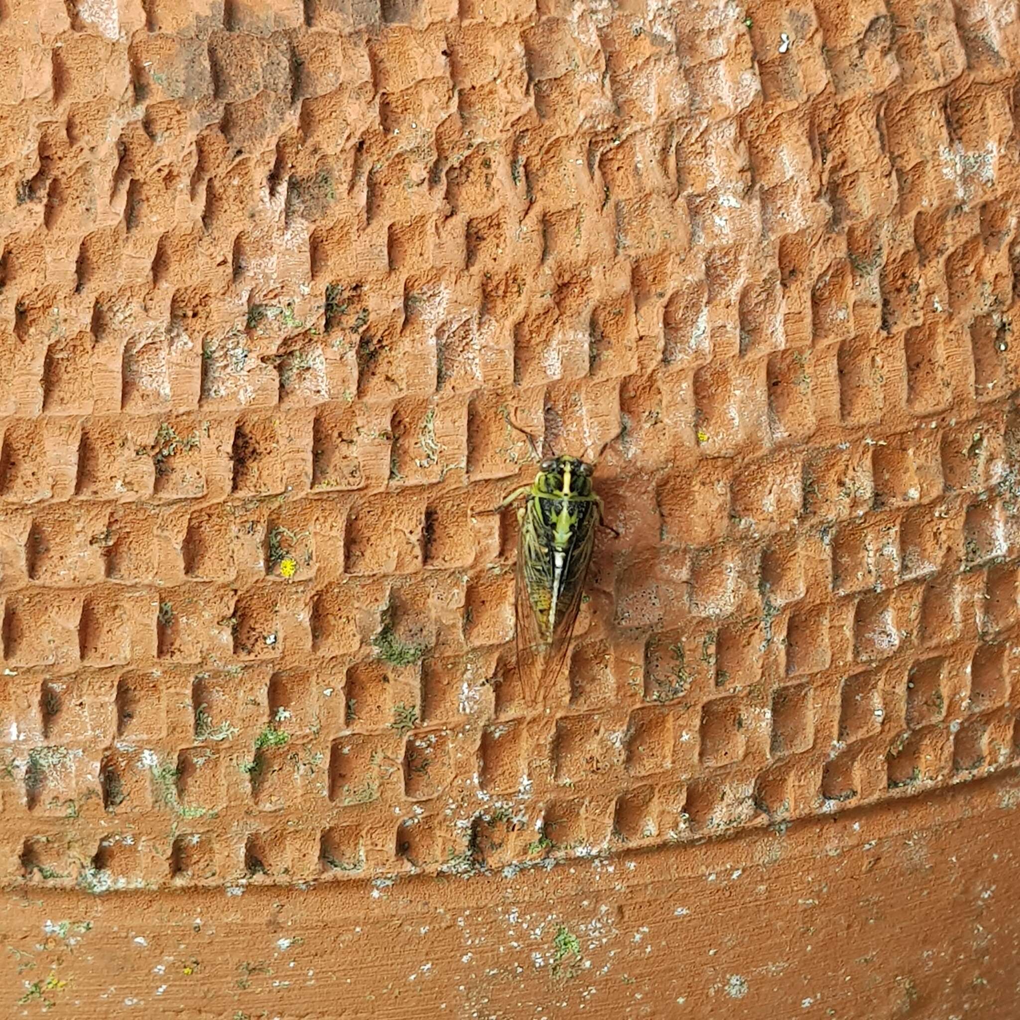 Image of variable cicada