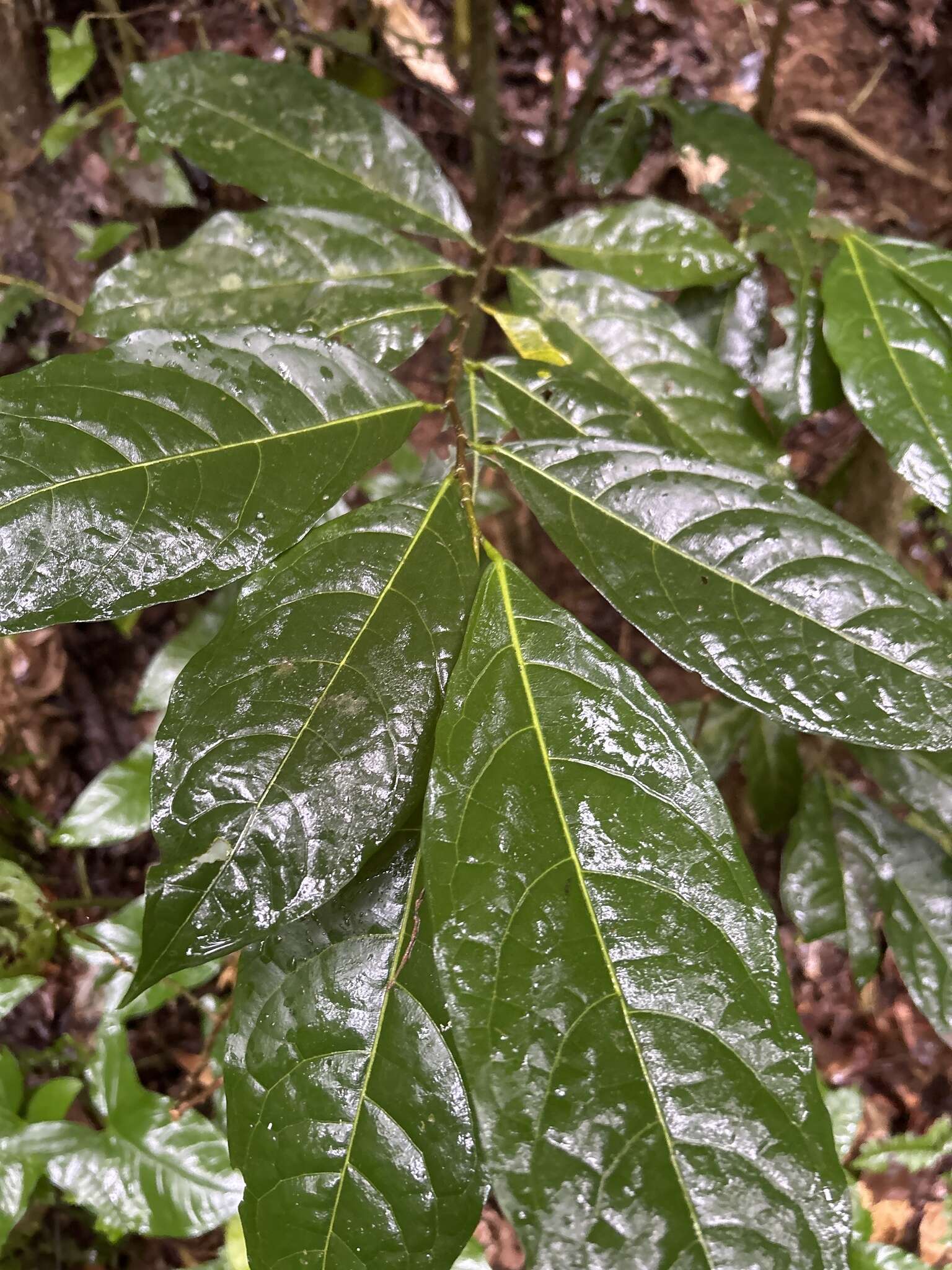 Image of swizzlestick tree