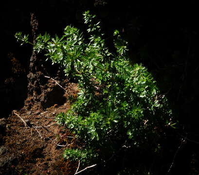 Image of Galium productum Lowe