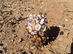 Image of desert broomrape