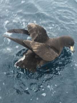 Image of Westland Black Petrel