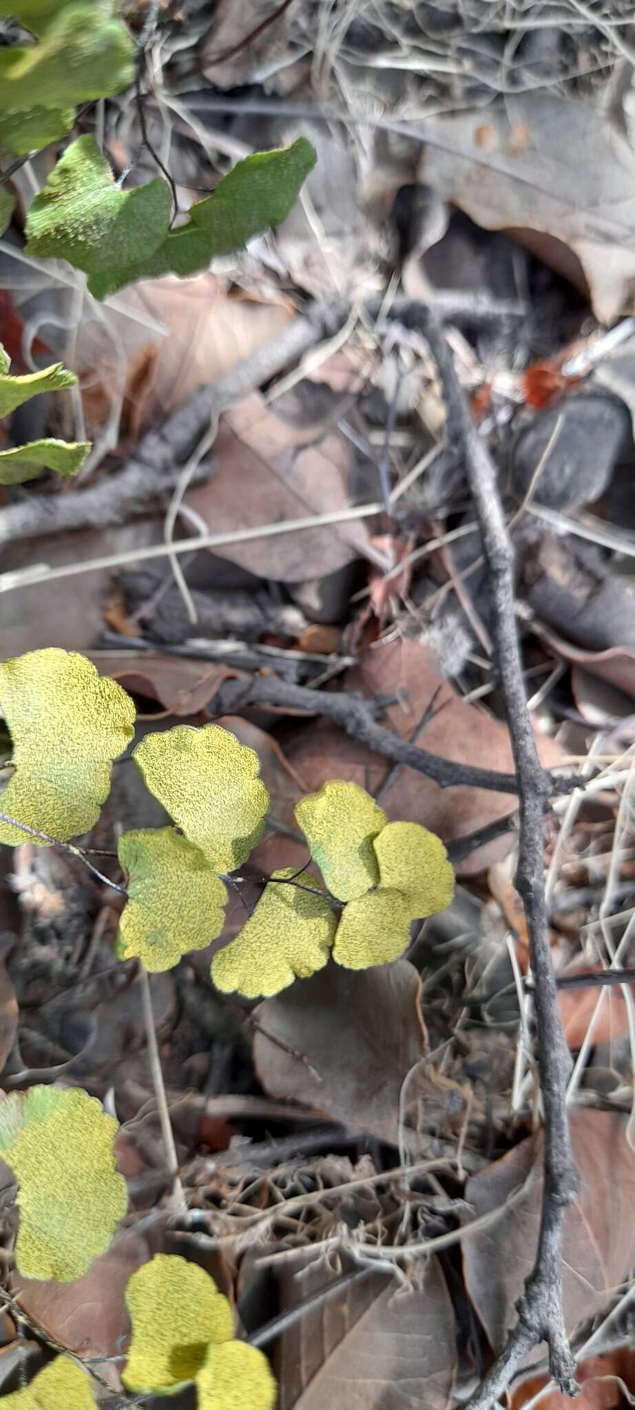 Image of Adiantum chilense var. sulphureum (Kaulf.) Giudice