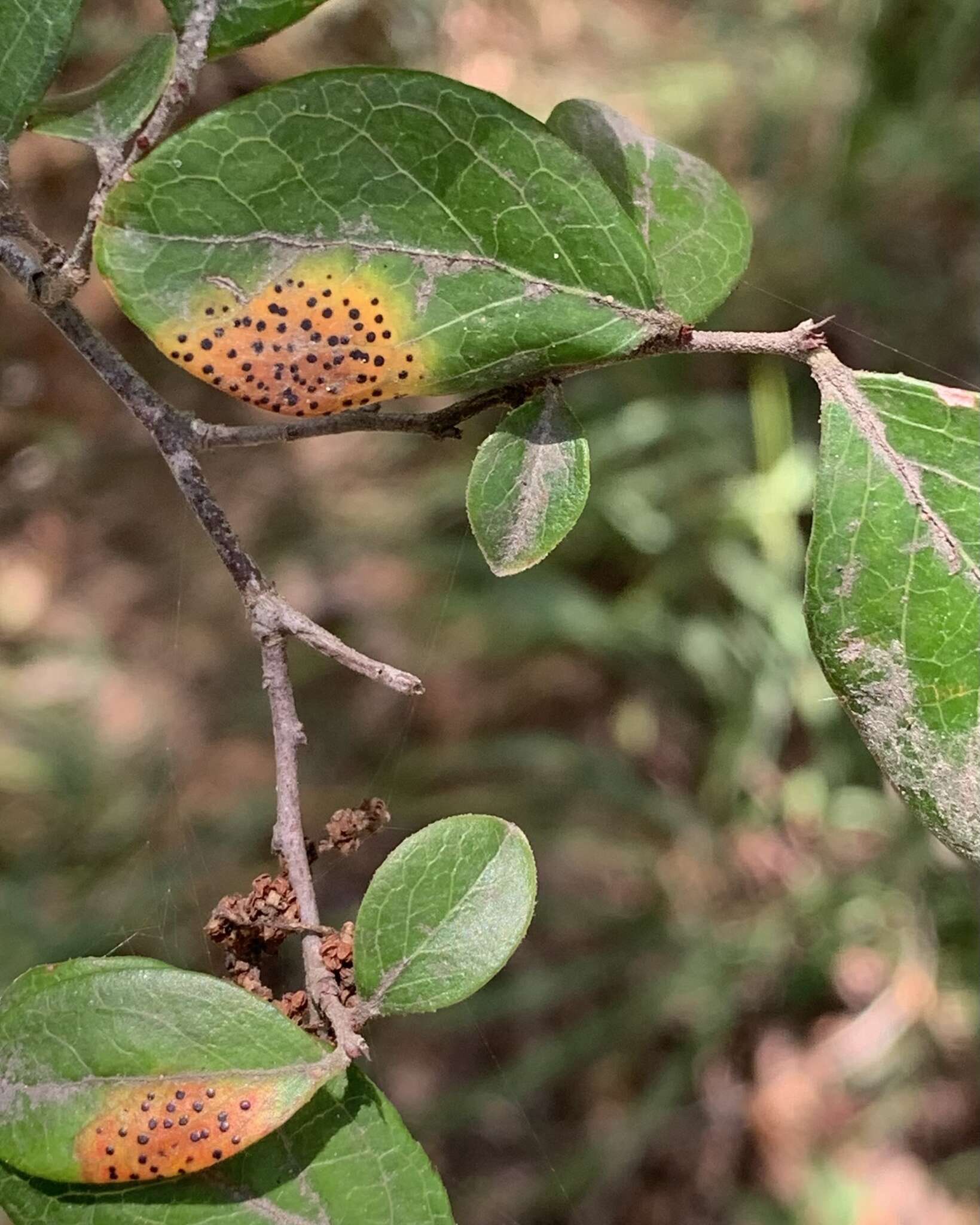 Sivun Ophiodothella vaccinii Boyd 1934 kuva