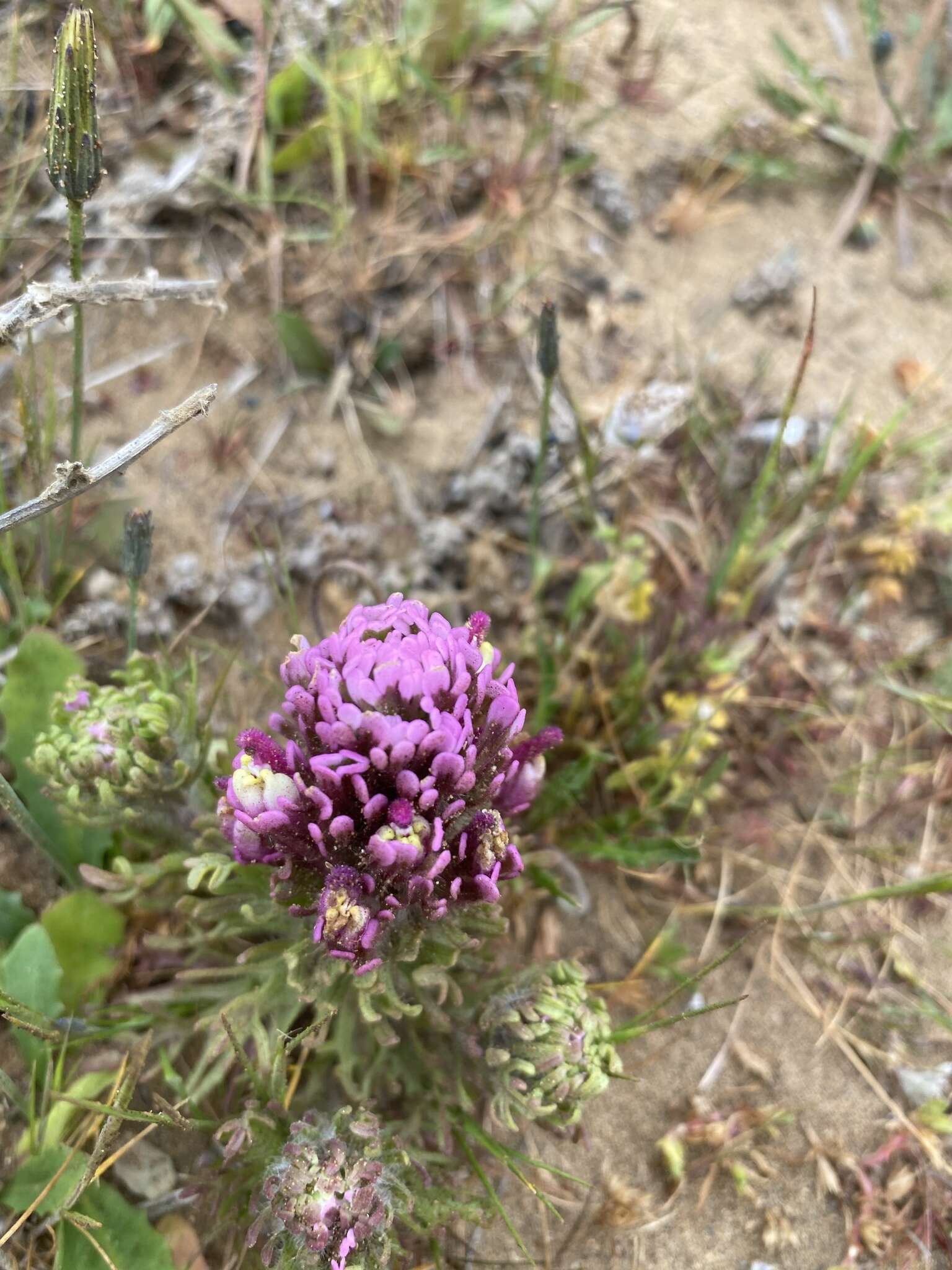 Image of wideleaf Indian paintbrush