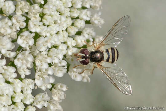 Image of Syrphid fly