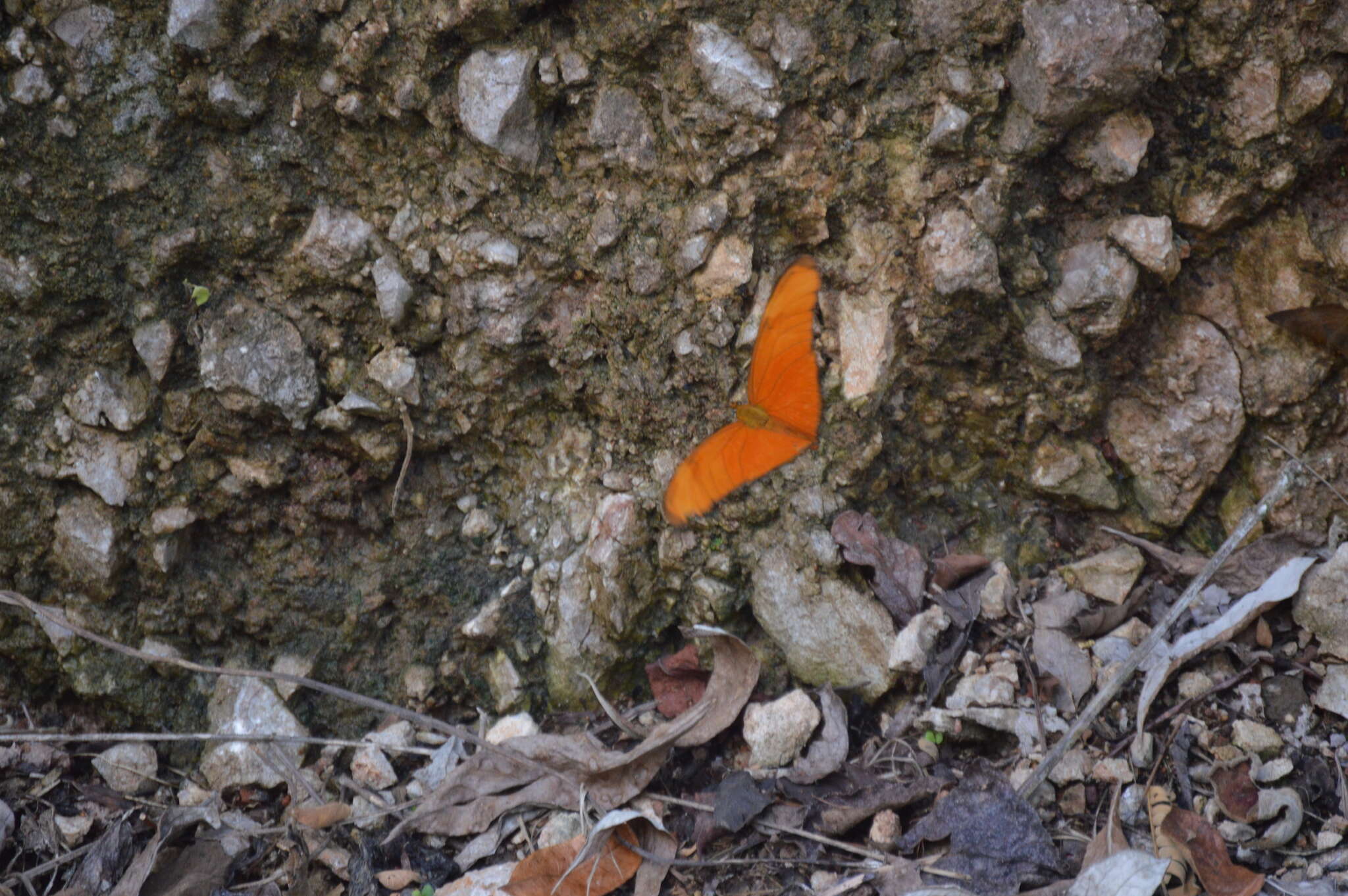 Image of Dryas iulia moderata Stichel 1907