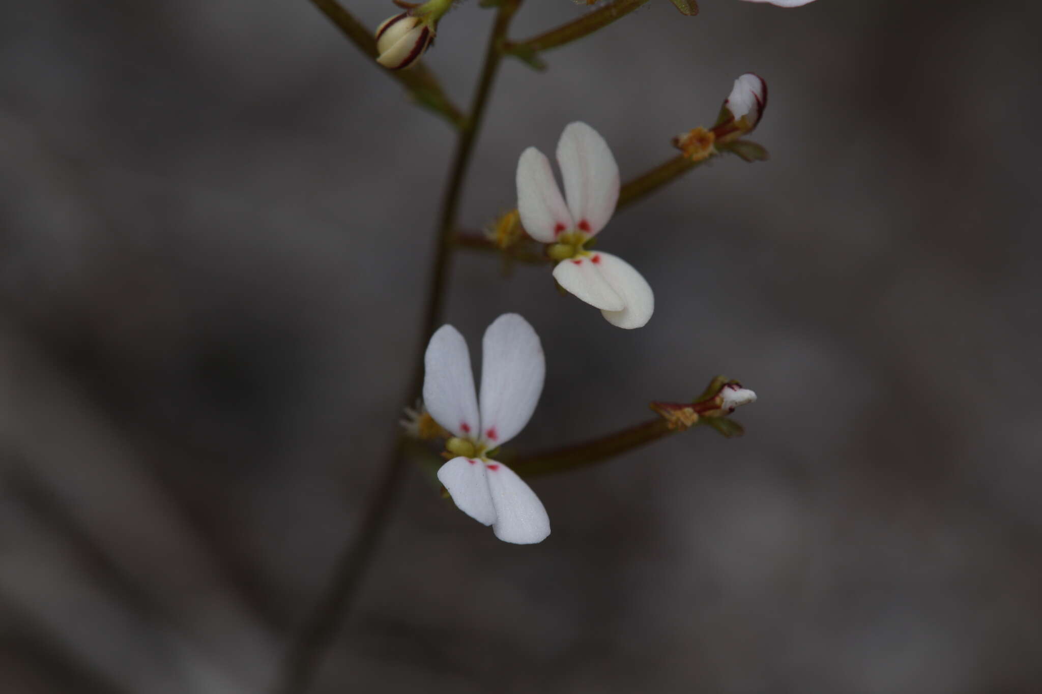 Image of Stylidium rigidulum Sond.