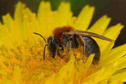 Image of early mining bee