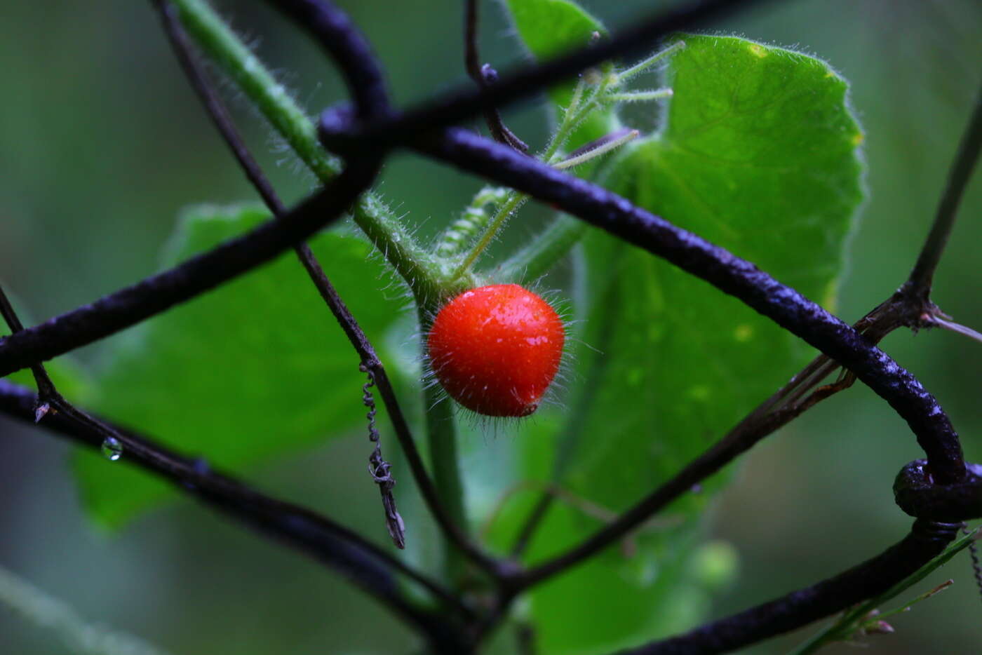 Kedrostis foetidissima (Jacq.) Cogn. resmi