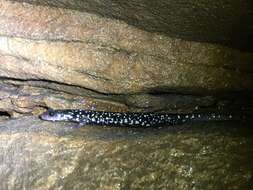 Image of Cumberland Plateau Salamander