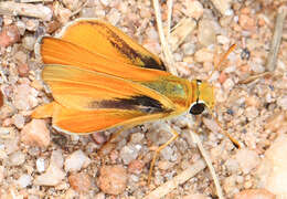 Image of Orange Skipperling