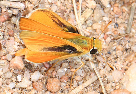 Image of Orange Skipperling