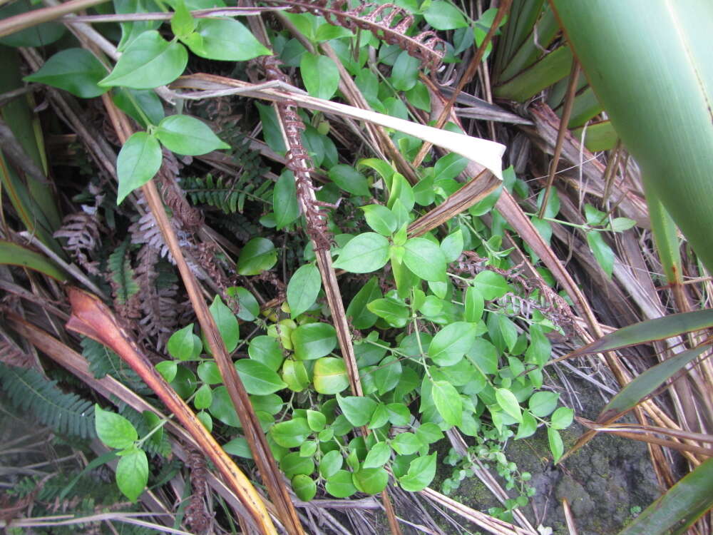 صورة Geniostoma ligustrifolium var. ligustrifolium