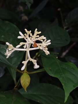 Image of Psychotria cupularis (Müll. Arg.) Standl.