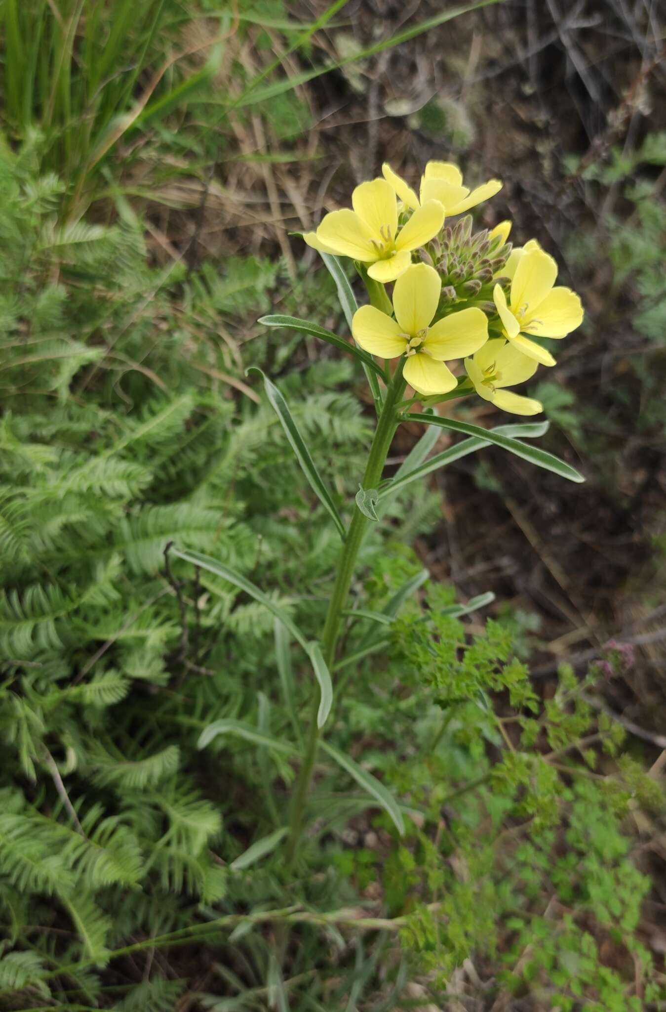 Image of Erysimum flavum (Georgi) Bobrov