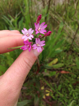 Image of fringed willowherb