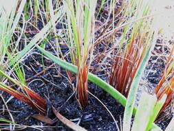 Imagem de Tetraria ligulata (Boeckeler) C. B. Clarke