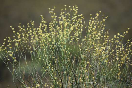 Image of protruding buckwheat