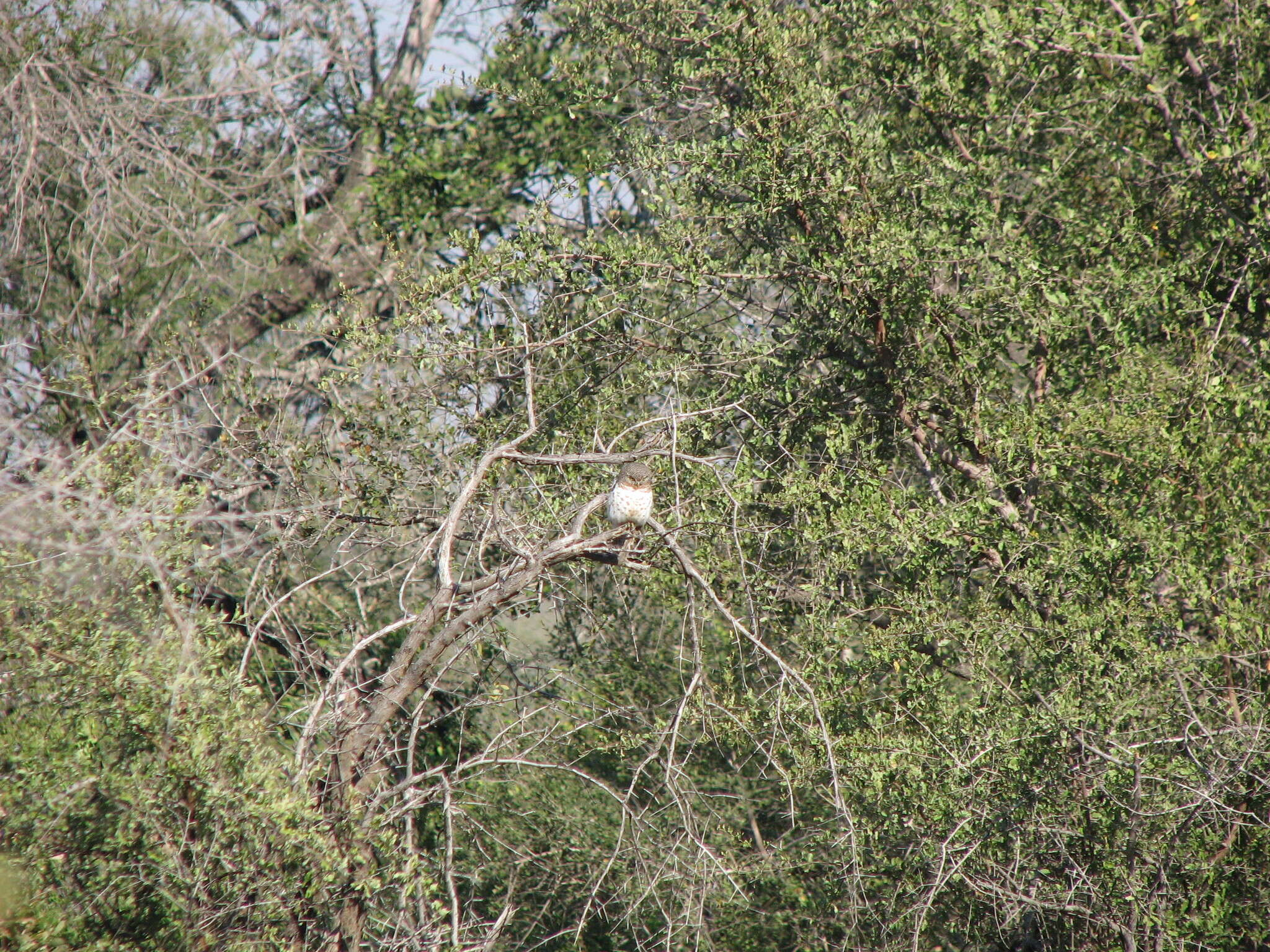 Image of African Barred Owlet