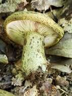 Слика од Lactarius atroviridis Peck 1889