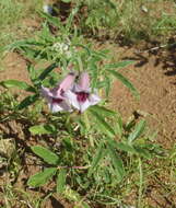 Image of Sesamum triphyllum var. triphyllum