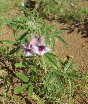 Image of Sesamum triphyllum var. triphyllum