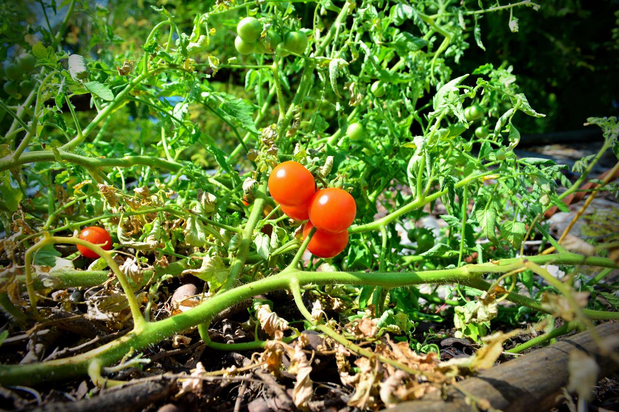 Image of tomato