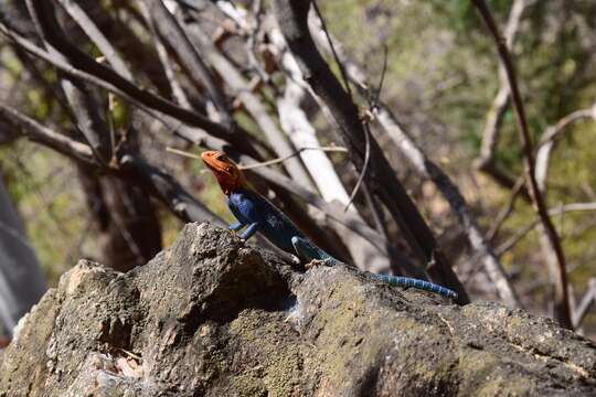 Image of Kenya Rock Agama