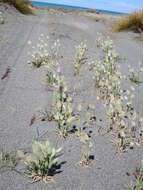 Image of harestail grass