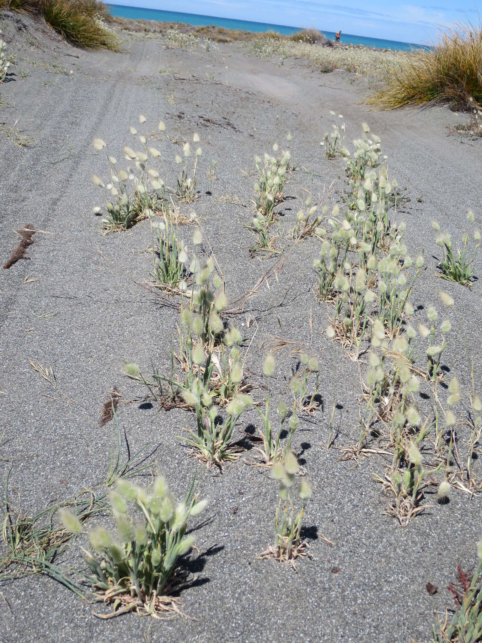 Image of harestail grass