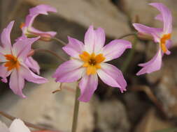 Imagem de Leucocoryne coronata Ravenna