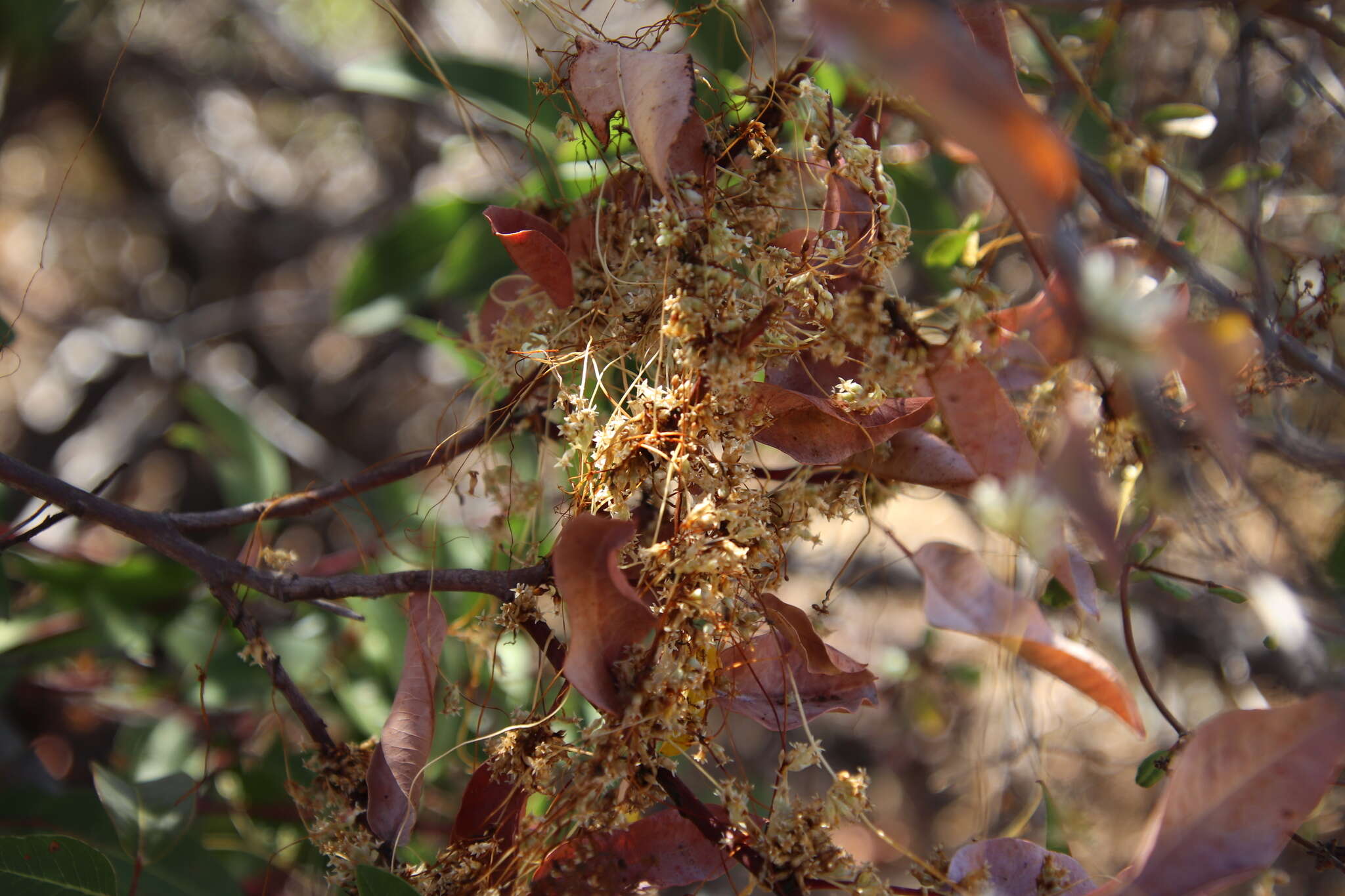 Image of Cuscuta ceanothii Behr