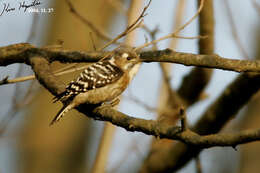 Image of Japanese Pygmy Woodpecker