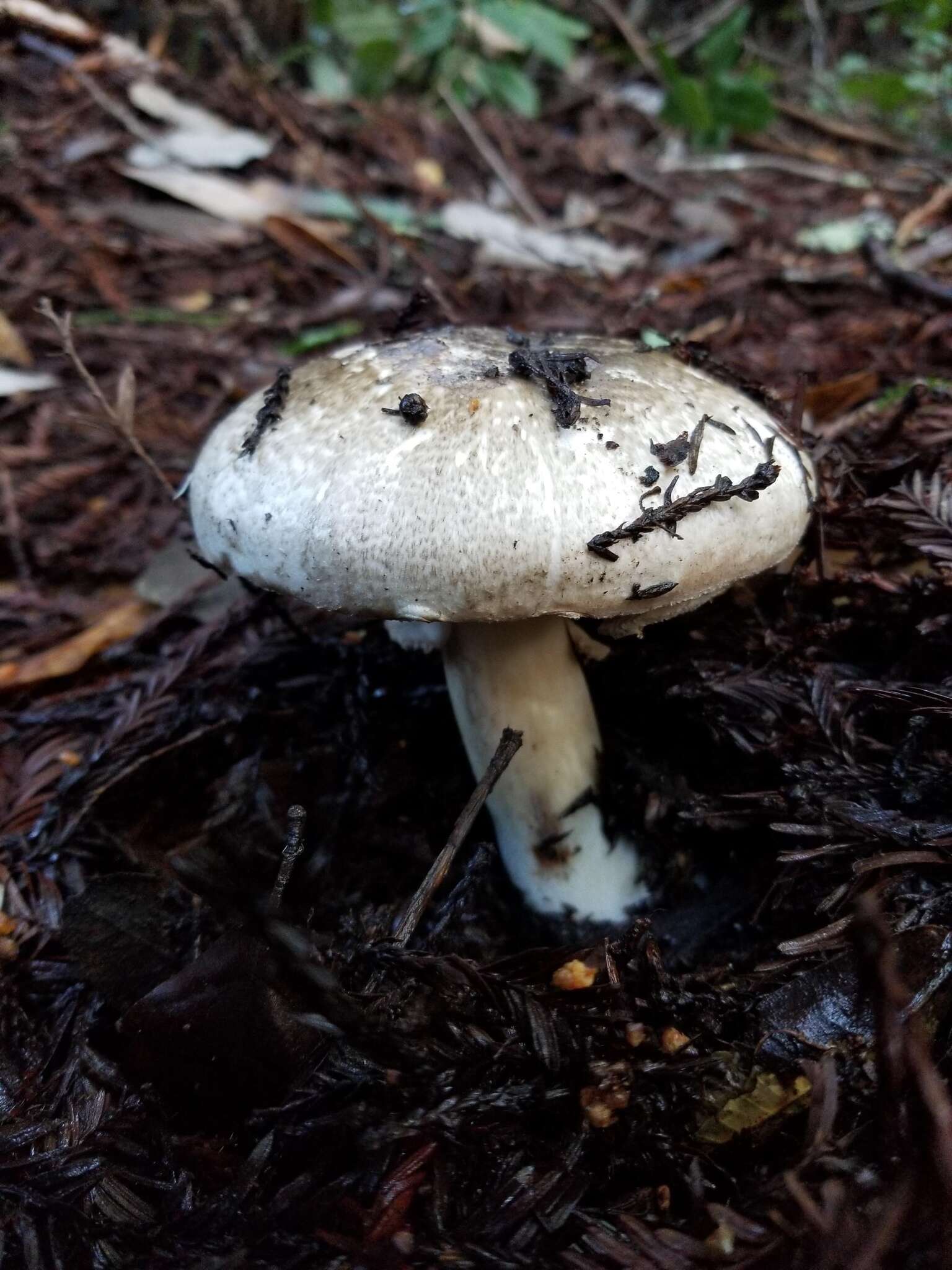 Image of Agaricus deardorffensis Kerrigan 2016