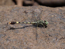 صورة Paragomphus cognatus (Rambur 1842)