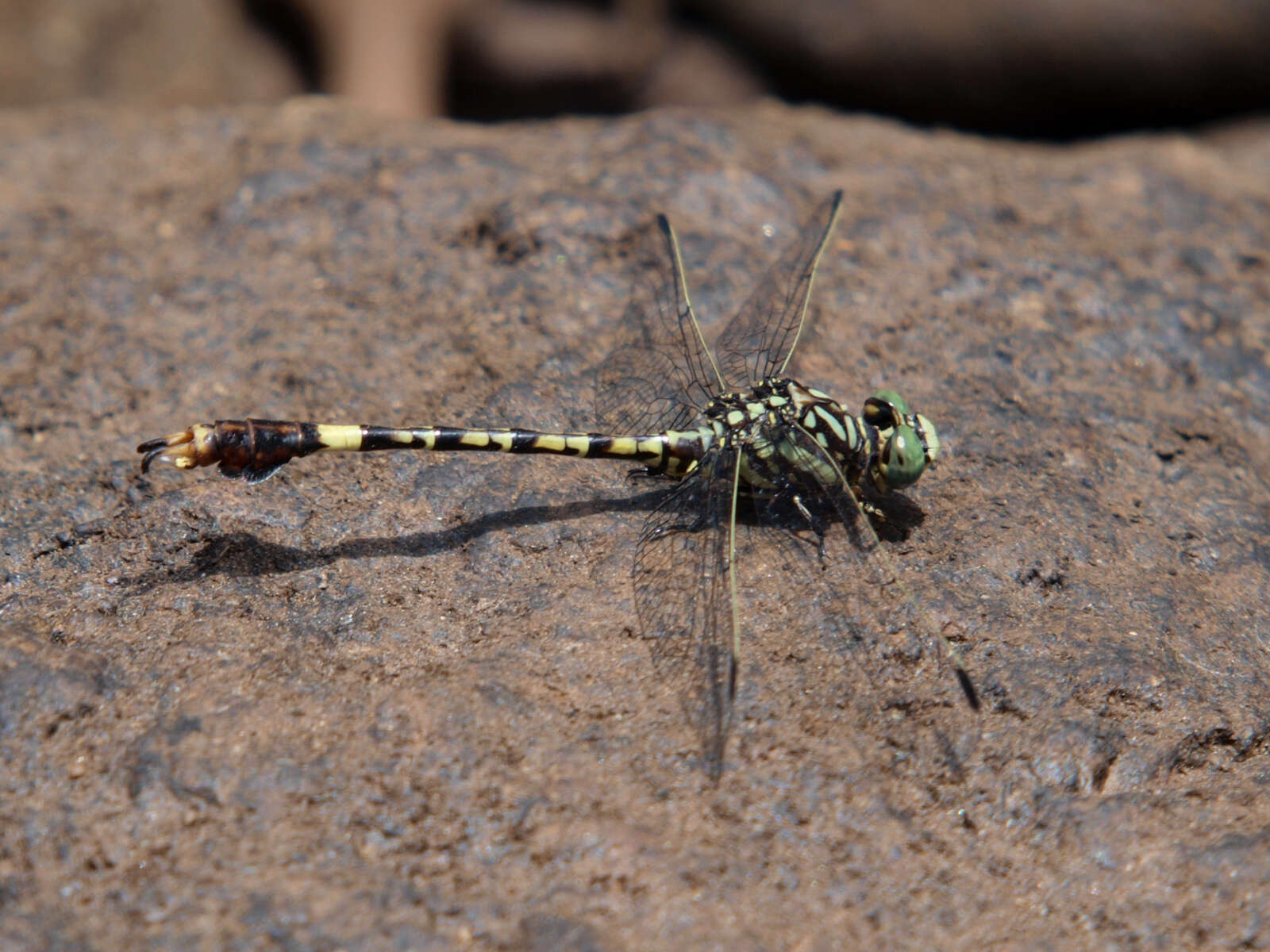 صورة Paragomphus cognatus (Rambur 1842)