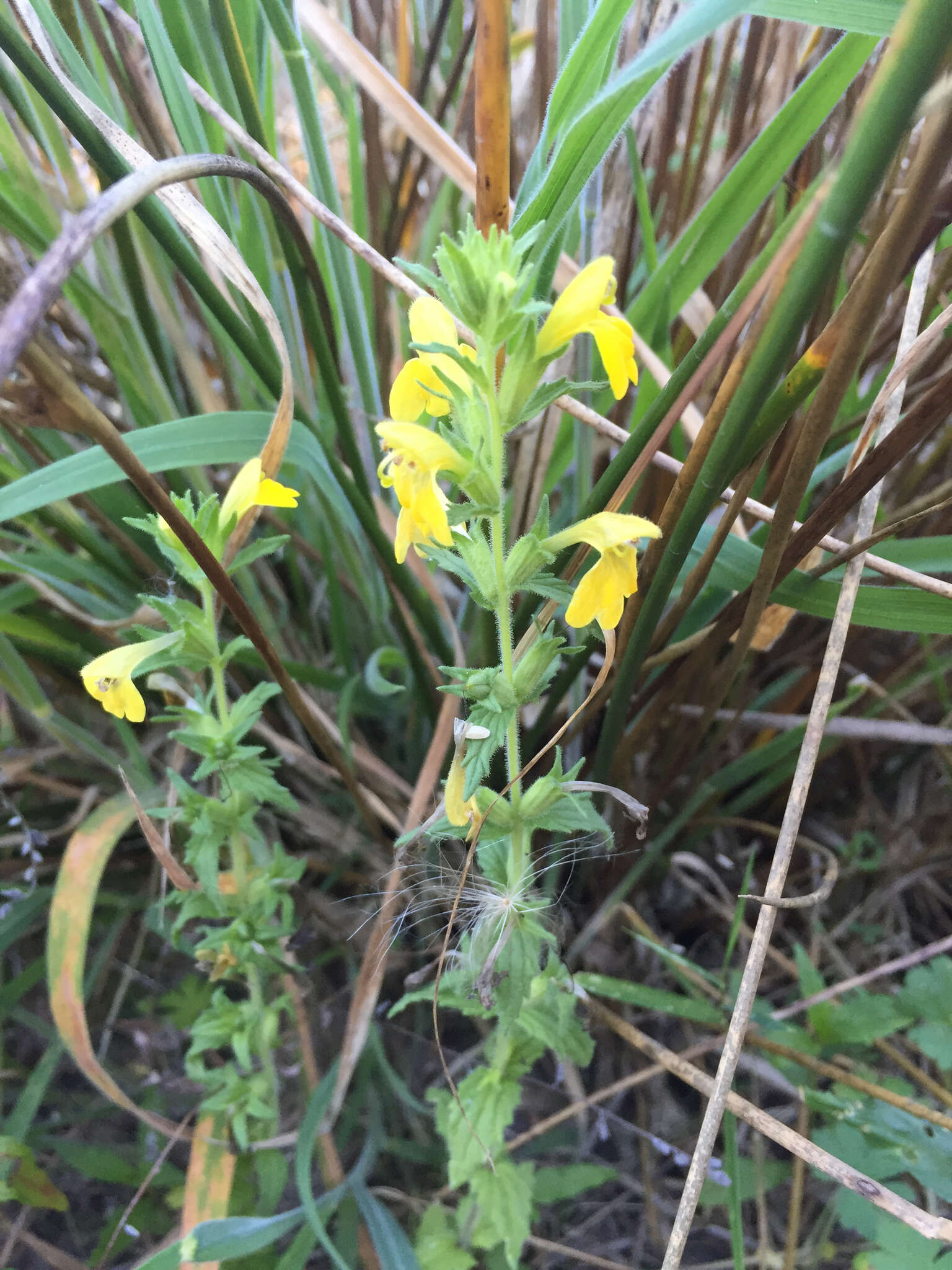 Image of Yellow Glandweed