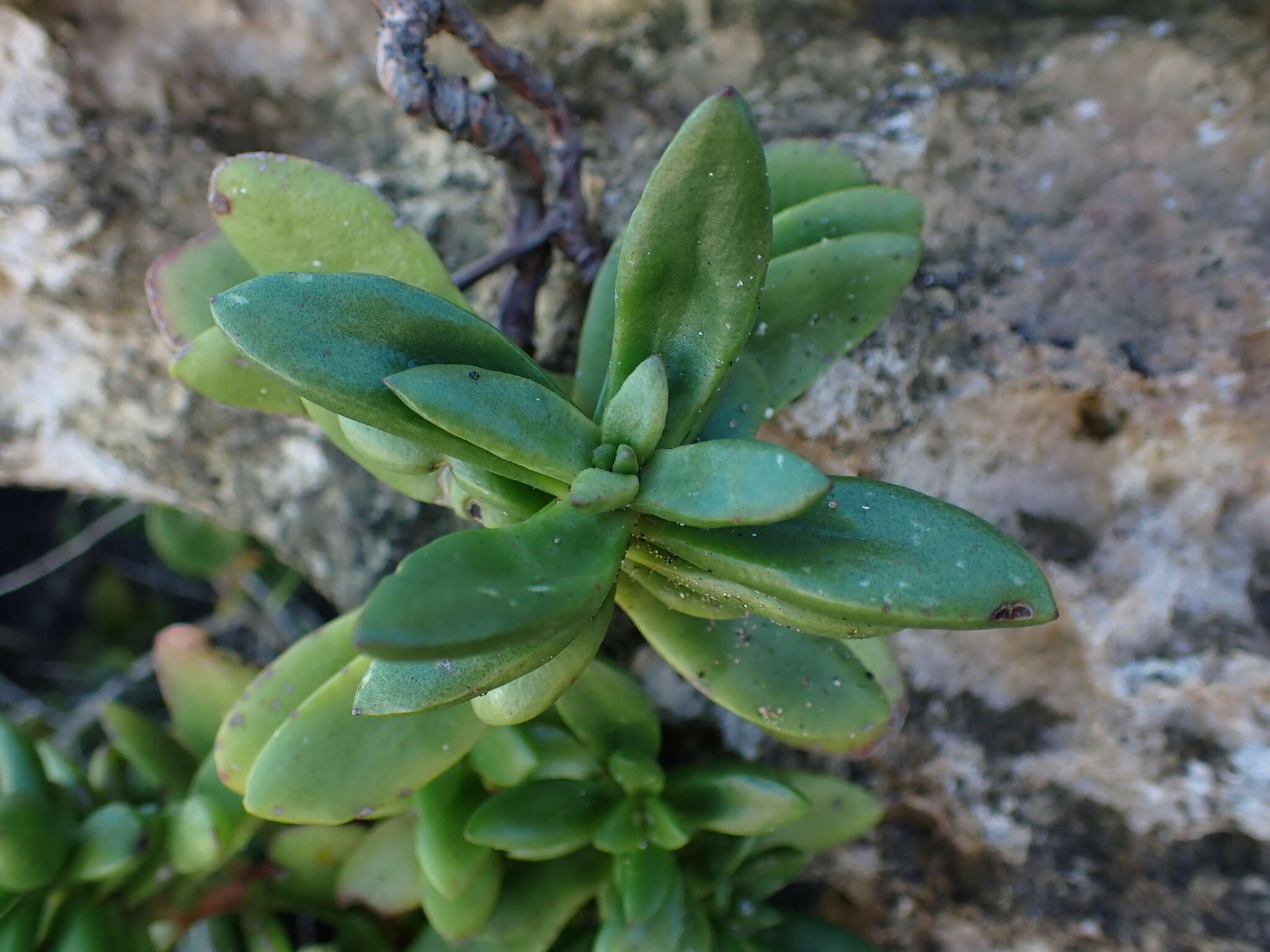 Crassula cultrata L. resmi