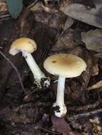 Image of Amanita crenulata Peck 1900