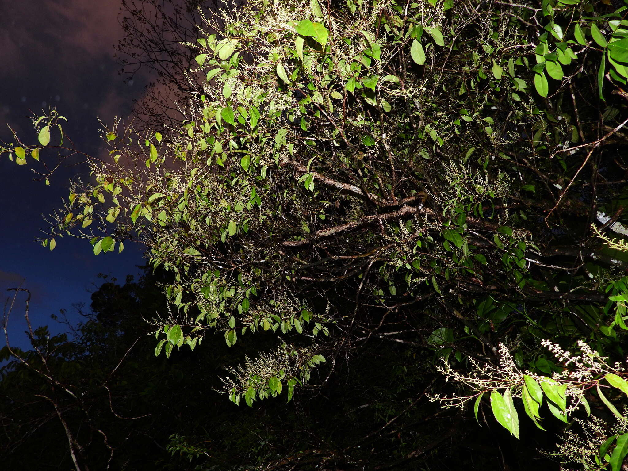 Image of Rinorea paniculata (C. Martius) Kuntze