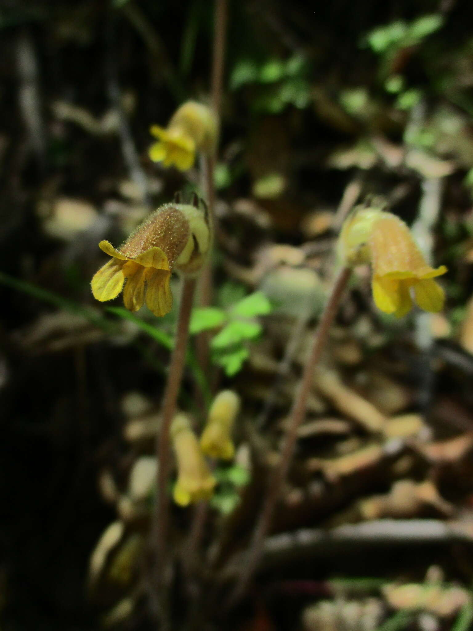 Imagem de Aphyllon epigalium Colwell & A. C. Schneid.