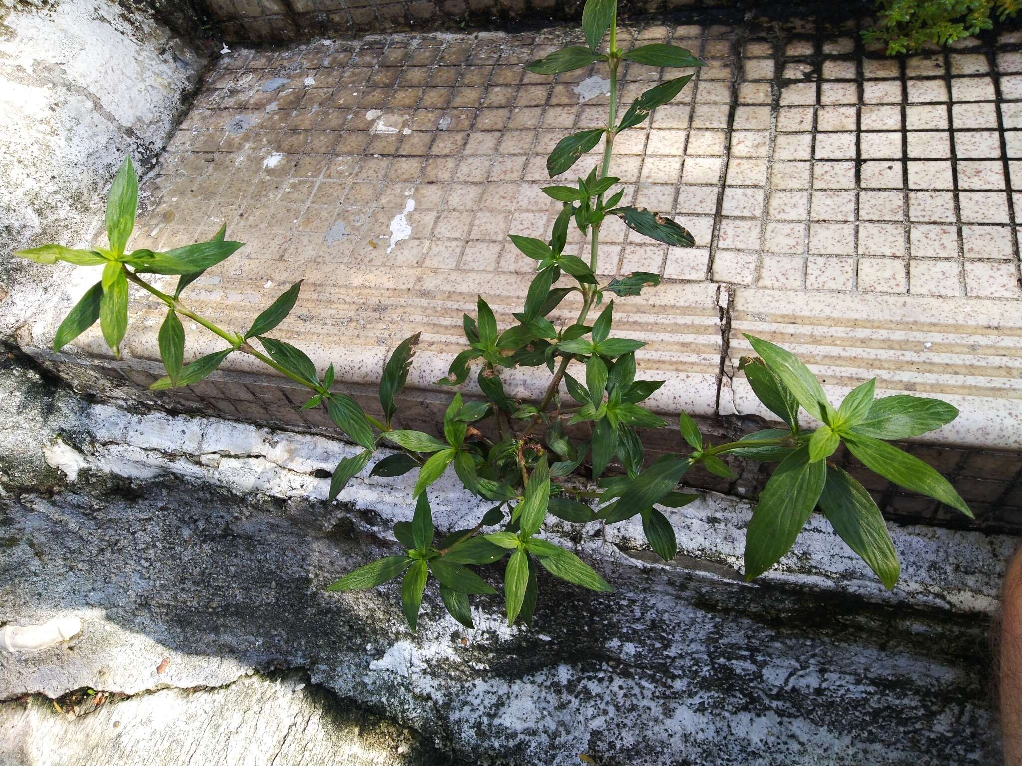 Image of eared starviolet