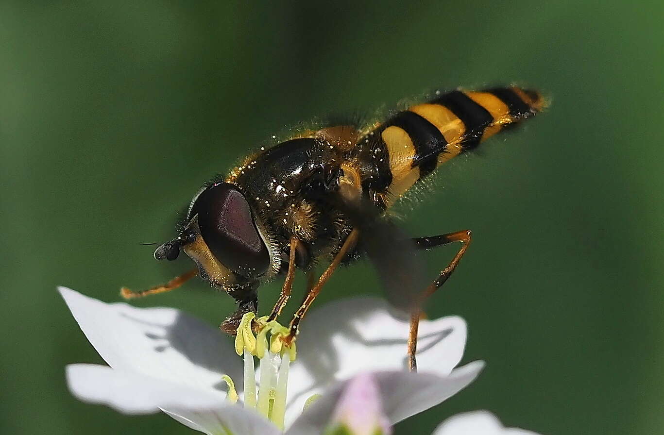 Image of Megasyrphus erraticus (Linnaeus 1758)